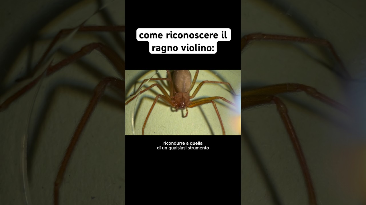 ⬆️ tutto quello che devi sapere sul ragno violino #animali #ragno #ragnoviolino #massele