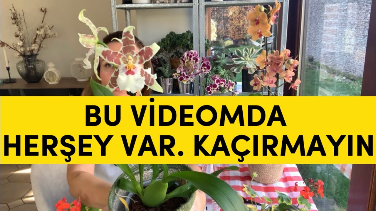 Black Friday neler aldım | çikolatacılar l orkide bakımı | pazar sohbeti #phalaenopsis #orkide