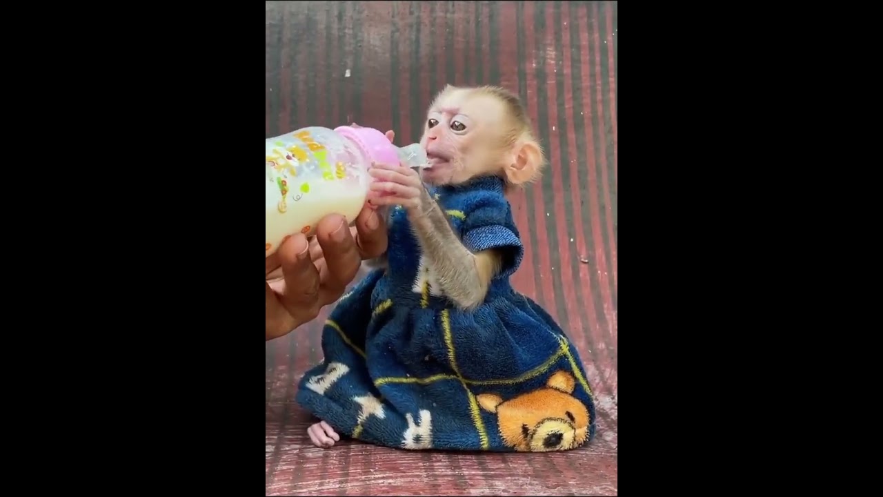 Cute&Clever Baby Monkey In Home#cute#animals#reel#love#animals