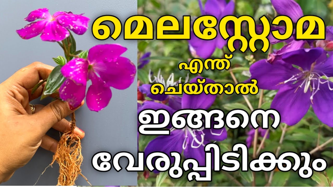 ഈ രഹസ്യം അറിഞ്ഞാൽ മെലസ്റ്റോമ വേരുപിടിപ്പിക്കാം/Melastoma rooting/how to grow MELASTOMA from cutting