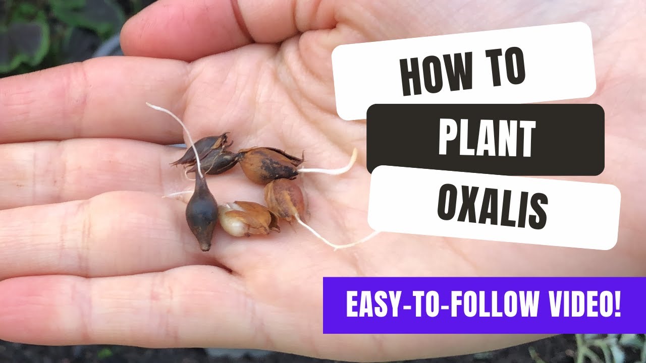 How To Plant Oxalis Bulbs In Just 2 Minutes