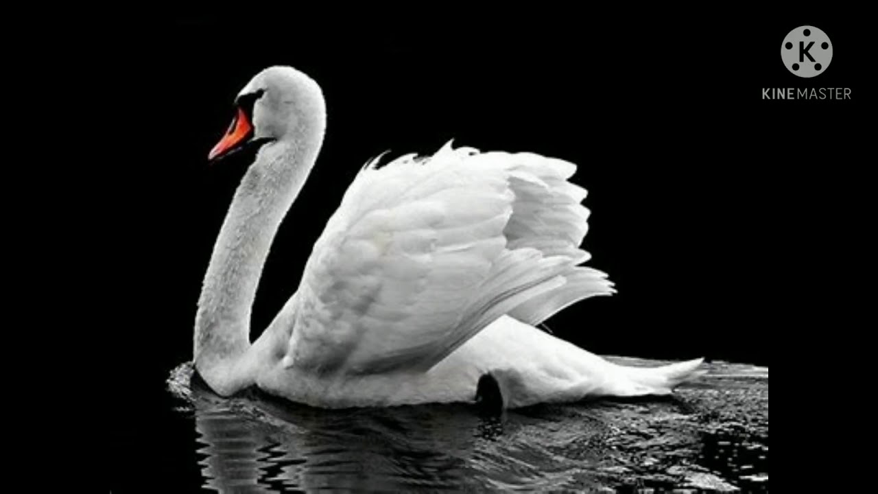 John Finnemore's Souvenir Programme, The swan song
