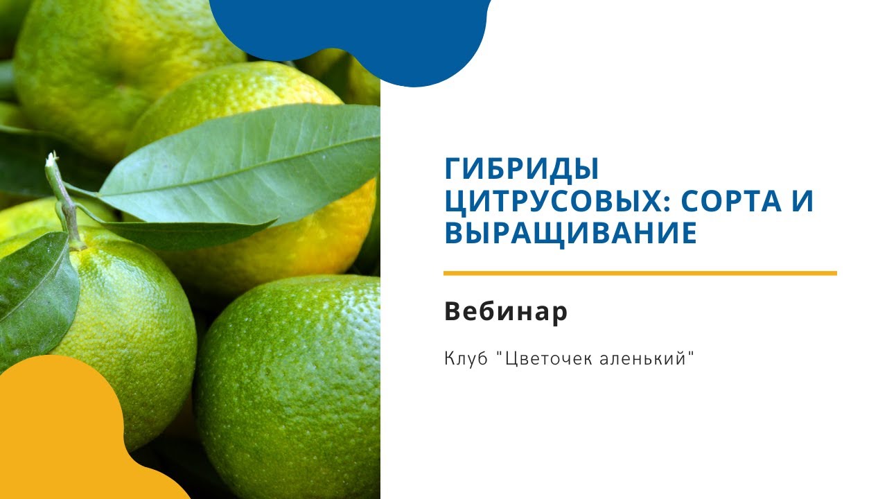 Вебинар. «Гибриды цитрусовых сорта и выращивание»