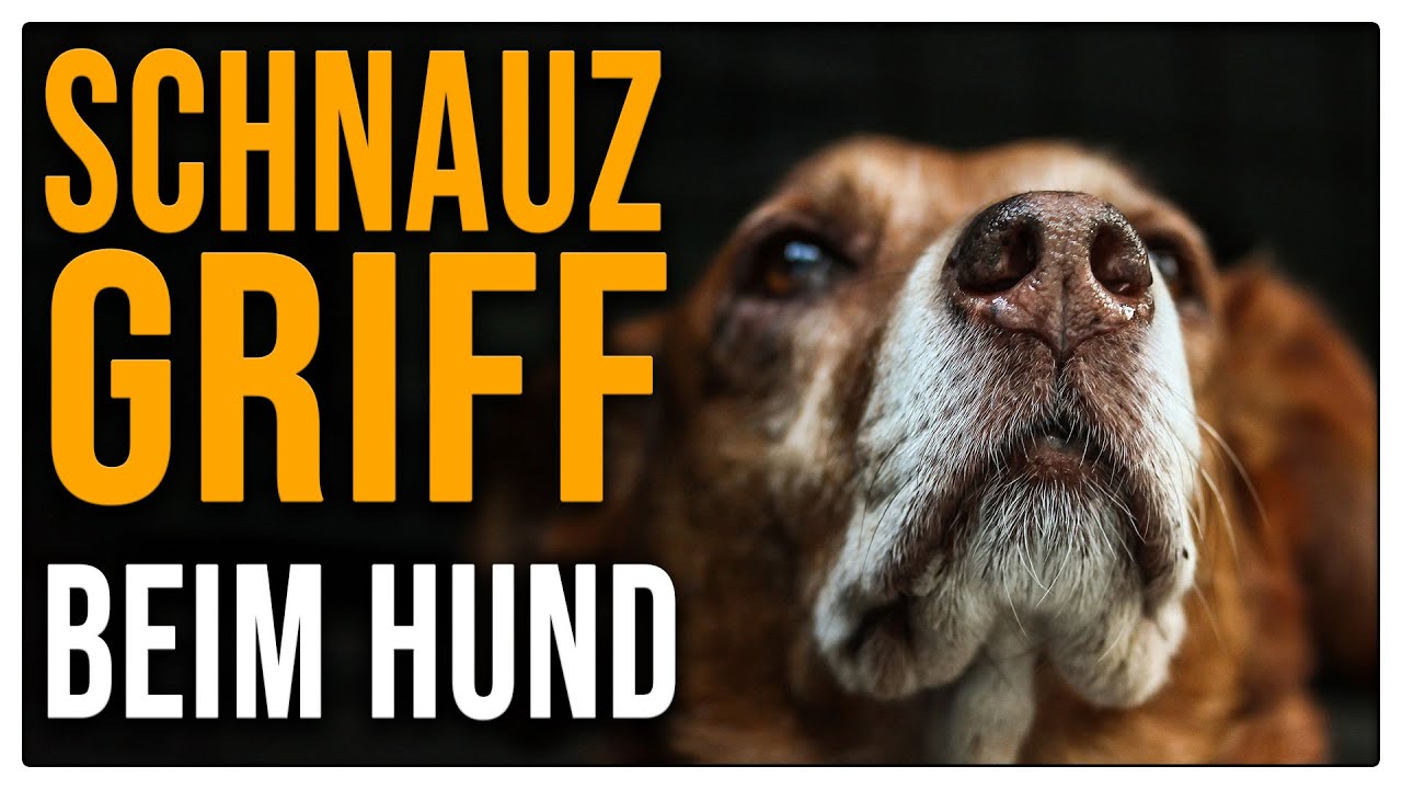 Erziehung per Schnauzgriff - gut oder schlecht? Was passiert dabei eigentlich?