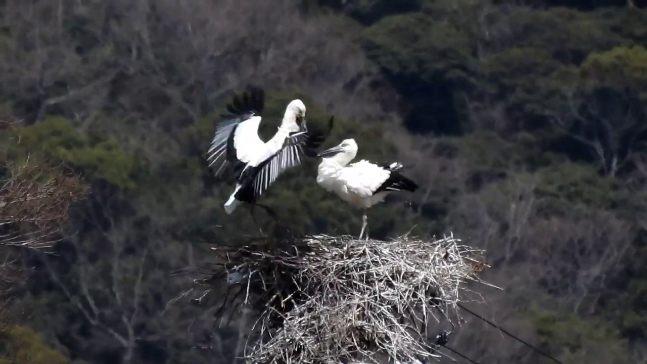鳴門コウノトリ 2020/03/21 撮影 成長記録 徳島県鳴門市
