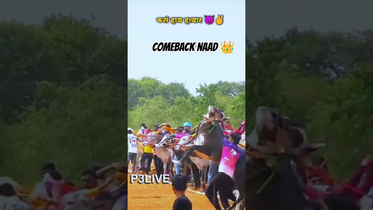 naad bailgada sharyat video  # naad karti kay Kashi aahe hatyar 💥