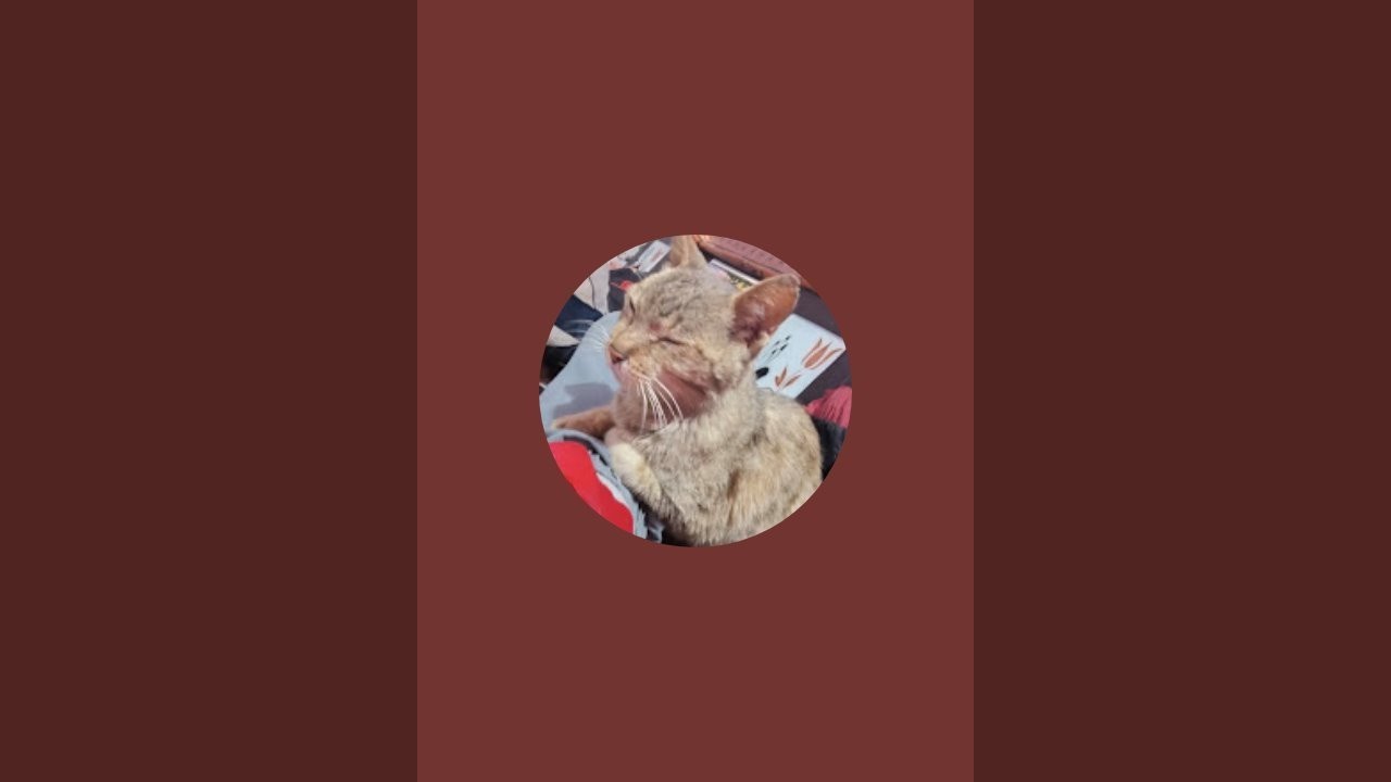MickyCuteCat is live