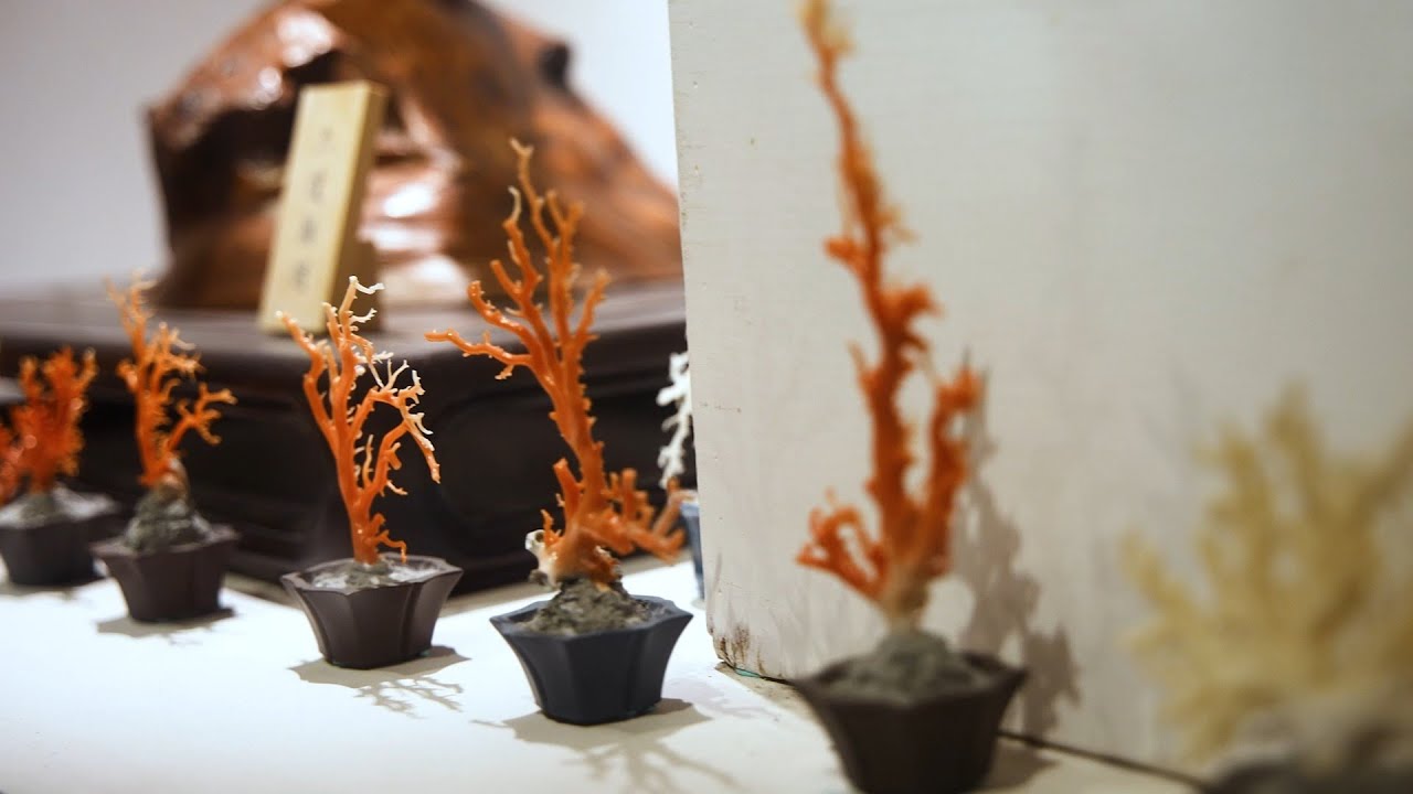 把紅珊瑚留在家