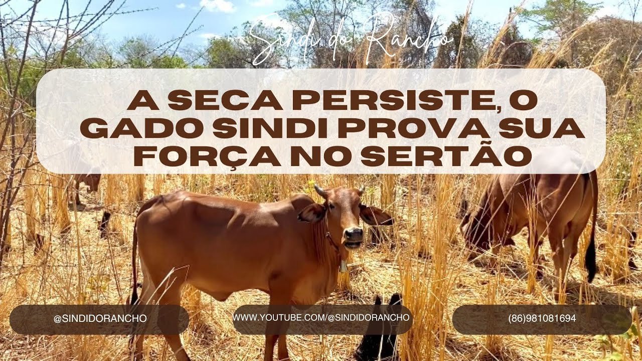 A SECA PERSISTE, O GADO SINDI PROVA SUA FOR&Ccedil;A NO SERT&Atilde;O