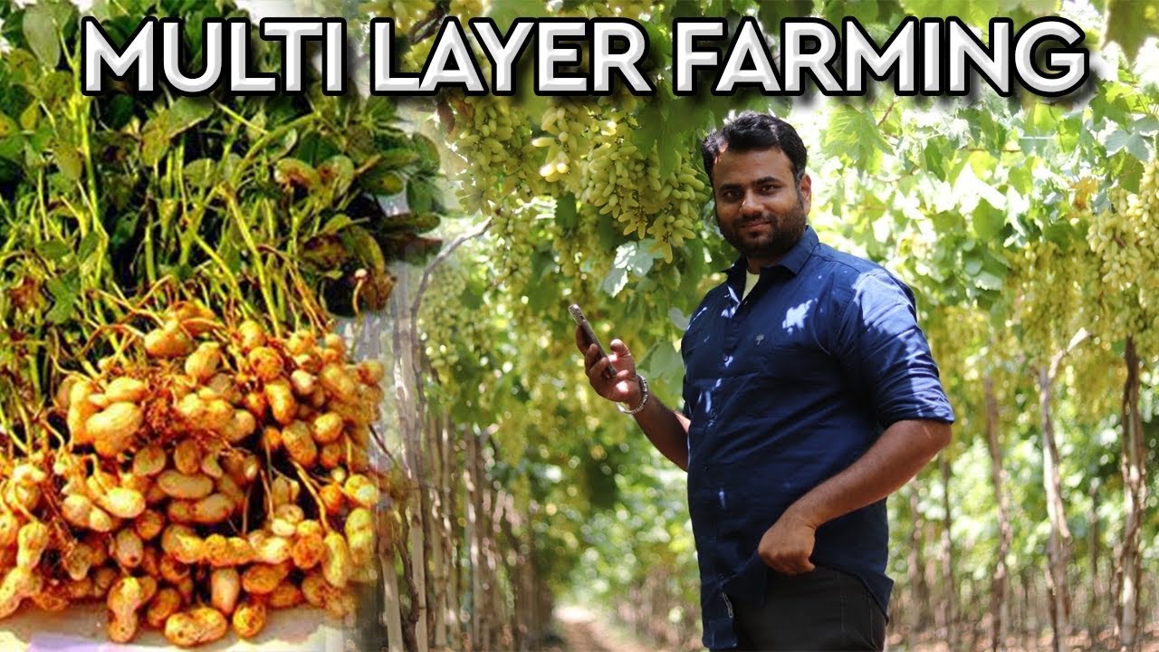 What is multi layer farming? || this will change india’s future || farming engineer ||