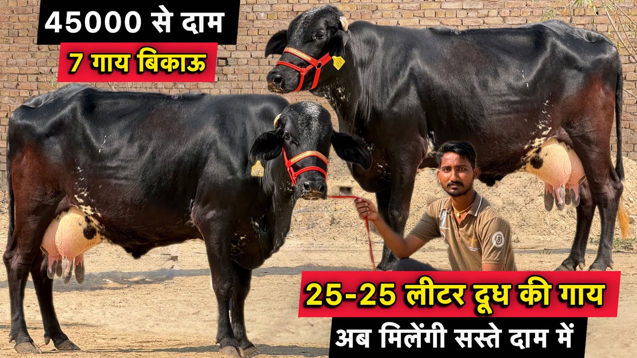 25-25 लीटर दूध कांटे तोल का,45000 से दाम👌टॉप 7 गाय बिकाऊ👌High Milking Cows For Sale In Ganganagar 