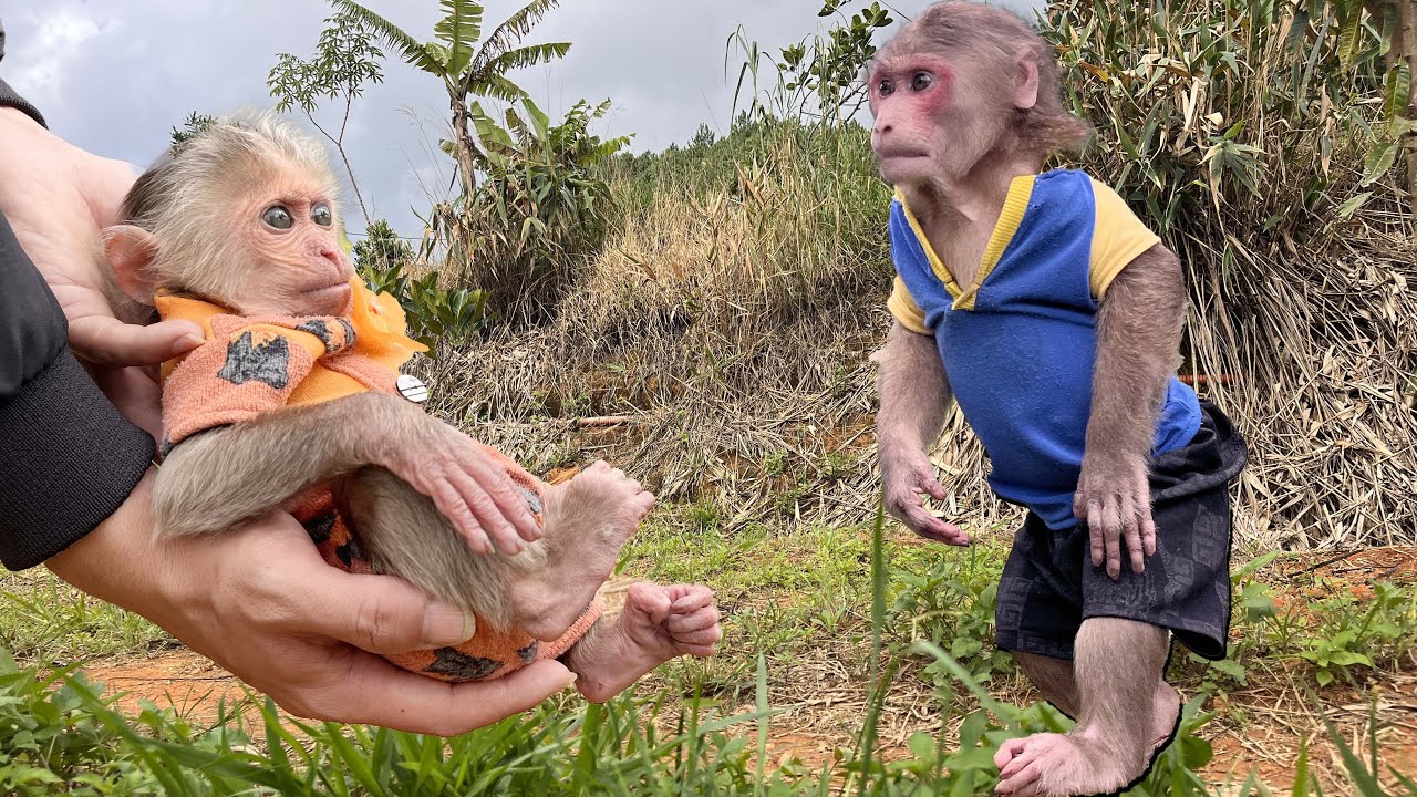 Monkey Max's surprised reaction when first saw Baby Hope come back 😲