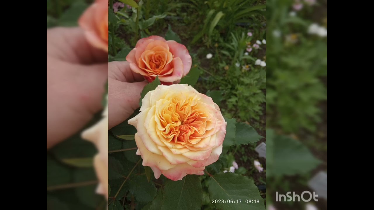 Розы для вдохновения