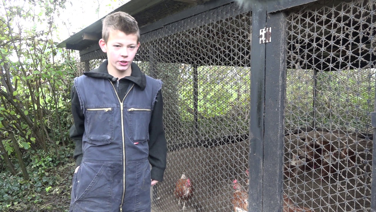 11-jarige kippenboer uit Twisk: 'Leuk dat ik eigen baas ben' | NH NIEUWS