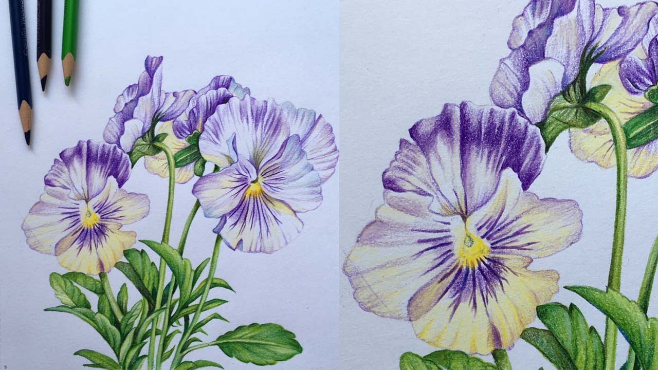 Pansy Flowers Drawing in Color Pencils | Flower Drawing | Camlin Triangular Color Pencils