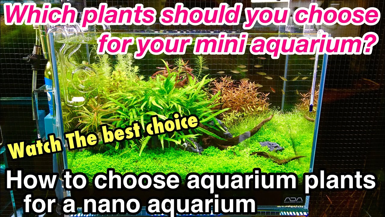 How To Choose  Aquarium Plants For A Mini Aquarium〜Aquascape tutorial,Howto setup a planted tank,ADA