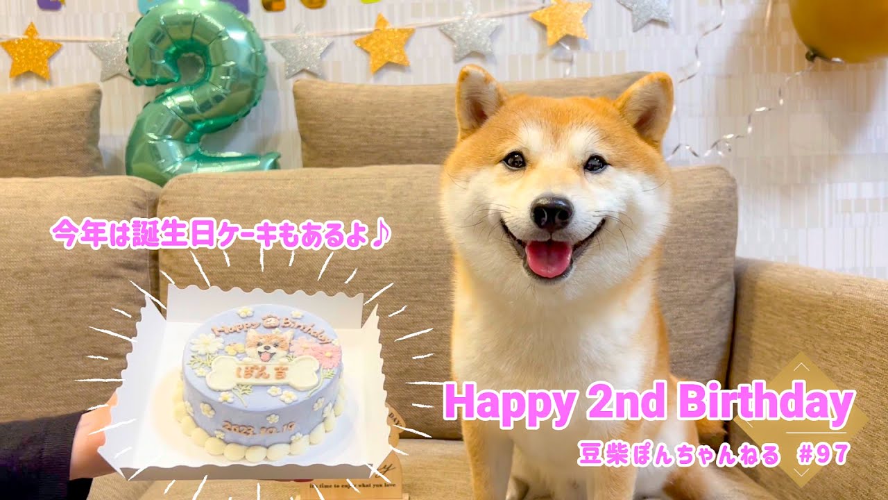 【祝２歳】ぽん吉の２歳の誕生日を家族でお祝いしました🎂🎁【＃97】