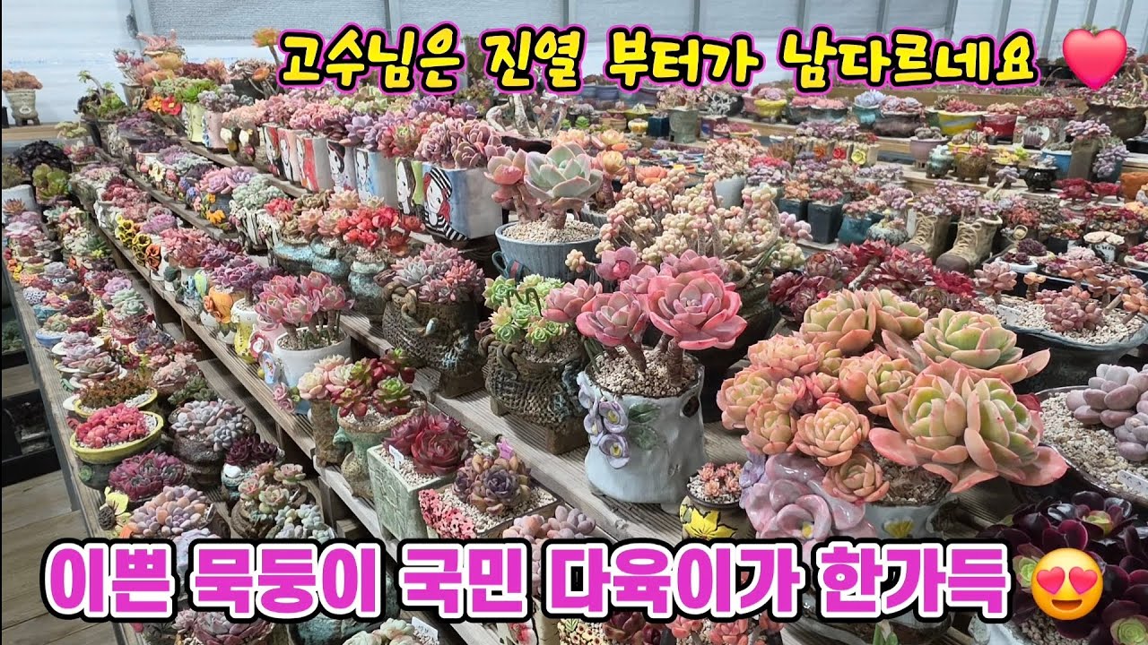 이리 저리 둘러봐도 온통 묵둥이 고수님은 진열부터 묵히는 방식까지 독특하네요 이쁜 아가들 구경해요 😍 #묵둥이 #국민이 #창 #다육이 #고수님 #하늘빛다육 #달콤한총각다육