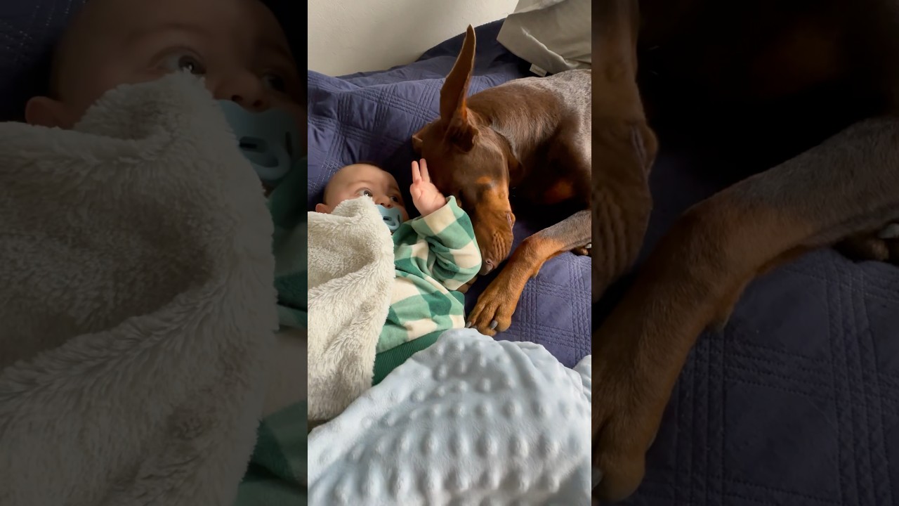 Melts of love 🐶👶🏻 #music #dogs #shorts #baby #family #cuteanimals #lovestatus