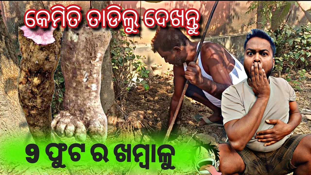 ଏତେ ବଡ କେବେ ଦେଖିନଥିବେ ଖମ୍ବାଳୁ ll kete osar ରେ ତଡିବାକୁ ହବ ପୁରା ଭିଡ଼ିଓ dekhantu janiparibe 👍👍👉 ଆଉ ??