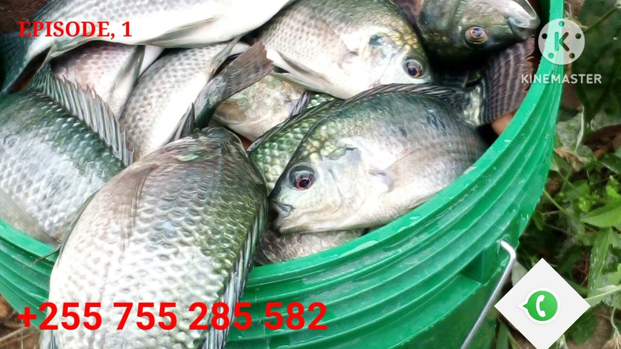 # EPISODE:1 +255 755285582 ZIJUE MBINU KABLA YA KUANZA KUFUGA SAMAKI SATO/KAMBALE,MABWAWA NA CHAKULA