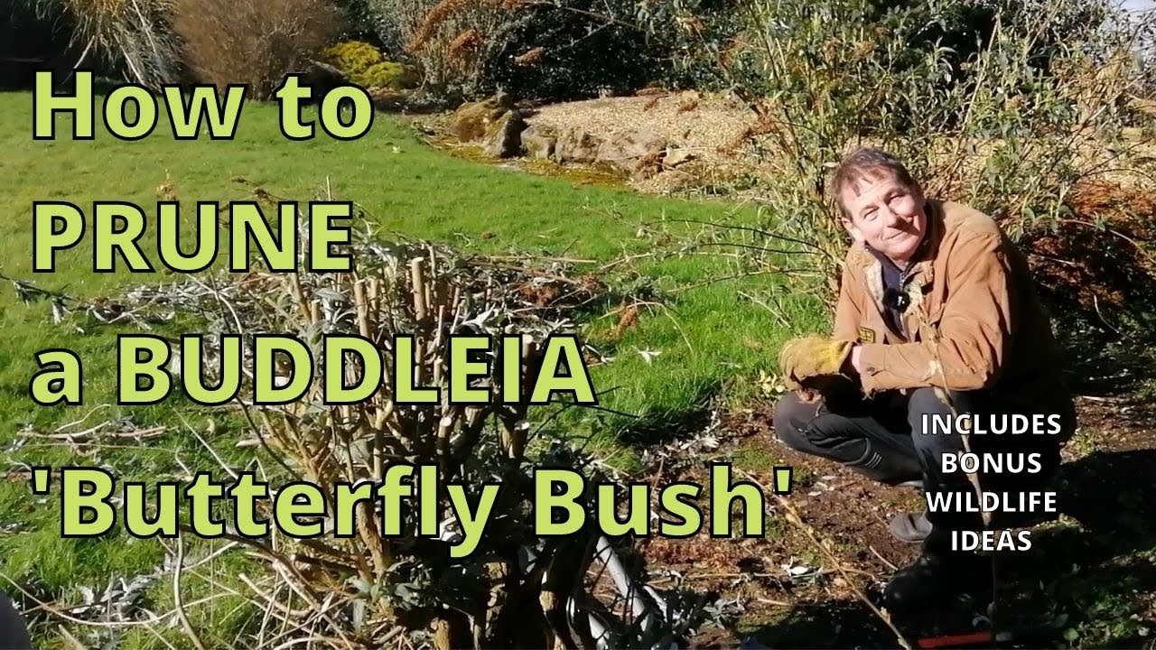 How to Prune a Buddleia, Butterfly Bush