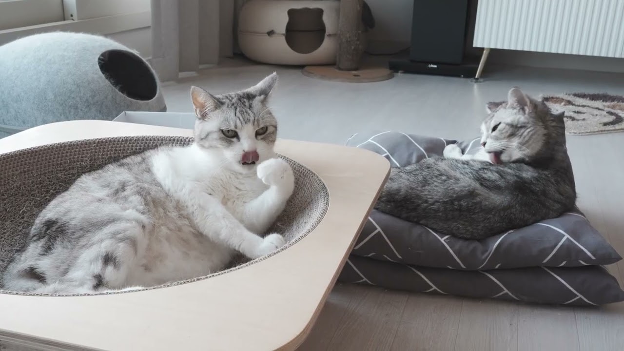 고양이 153
