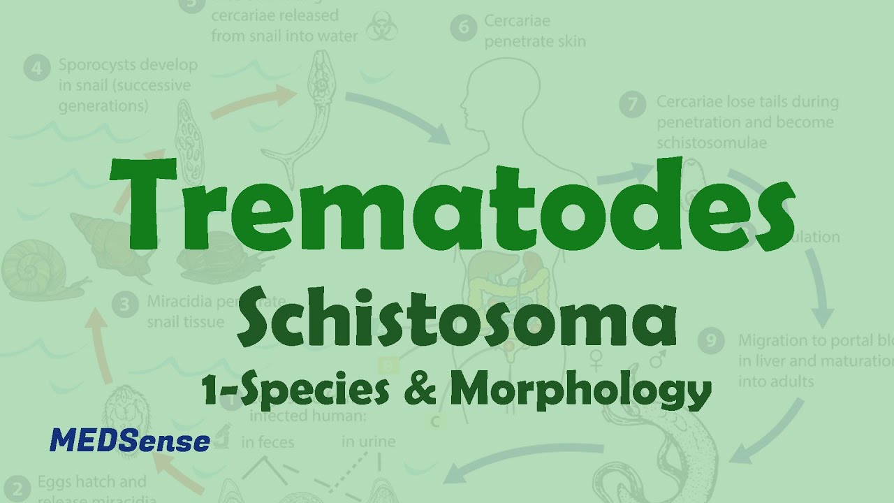 Schistosoma 1: Species & Morphology