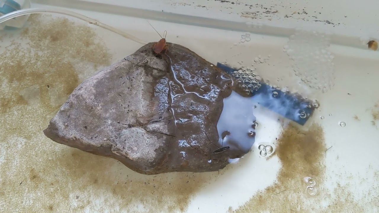 Water Strider Chases Roach Onto Land - Aquarius remigis