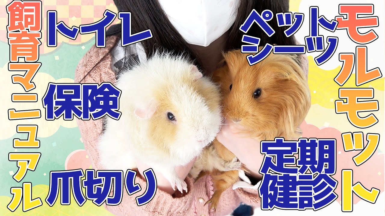 PUIPUIモルカーを見てモルモットが飼いたくなった人へ