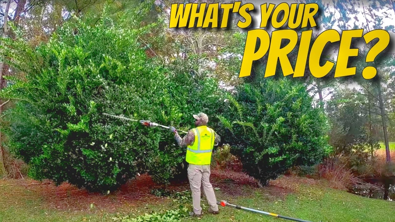 Shaping Bushes and Shrubs - How much would you charge for this Hedge trimming job?