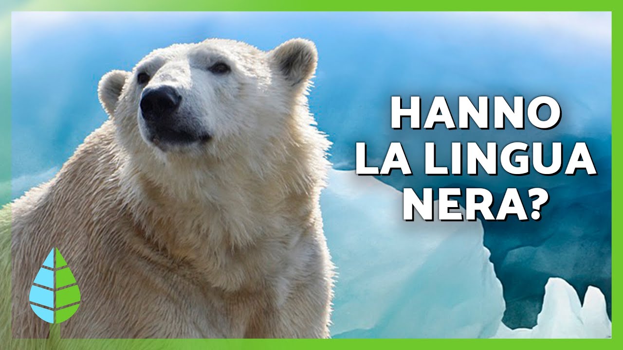 10 fatti curiosi sugli ORSI POLARI che non conoscevi 🐻&zwj;❄️❄️ La loro pelliccia &egrave; nera? Scompariranno?