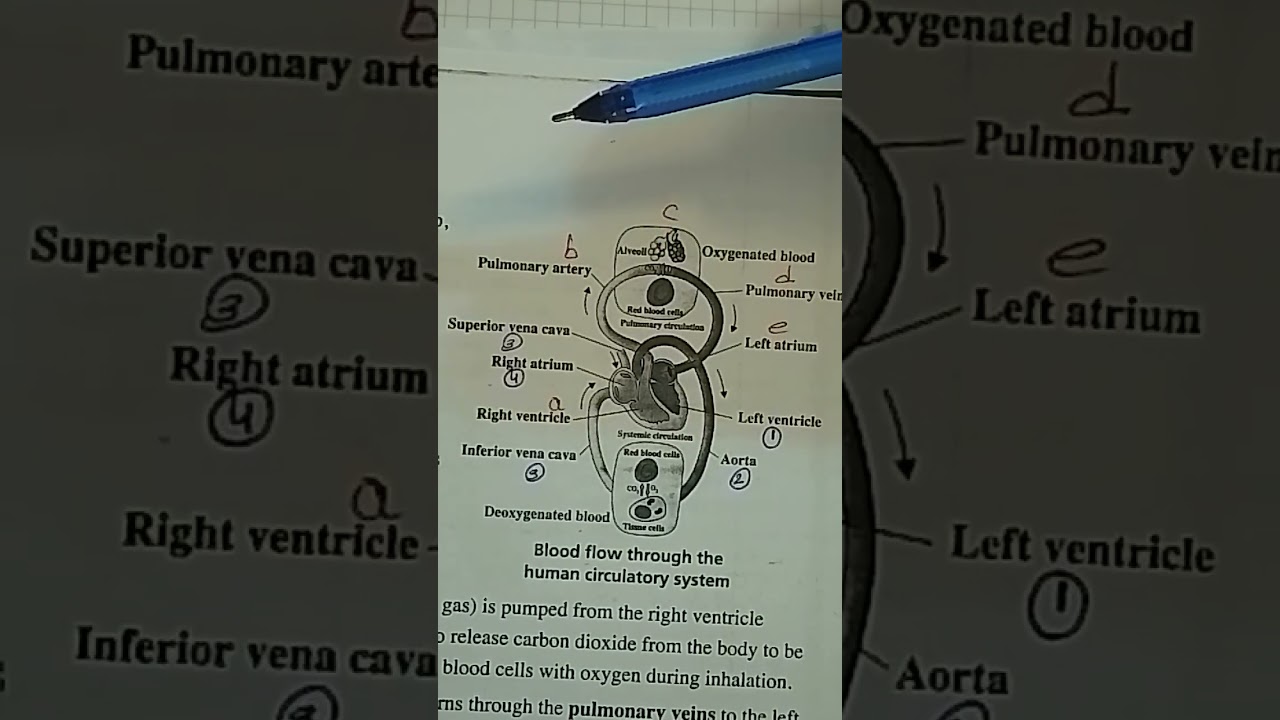 Circulatory system of human secondary 1 