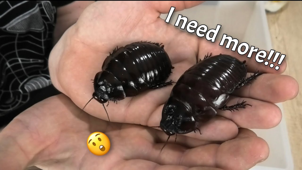 Unboxing the worlds heaviest Giant Burrowing cockroaches part 1 (Macropanesthia Rhinoceros)