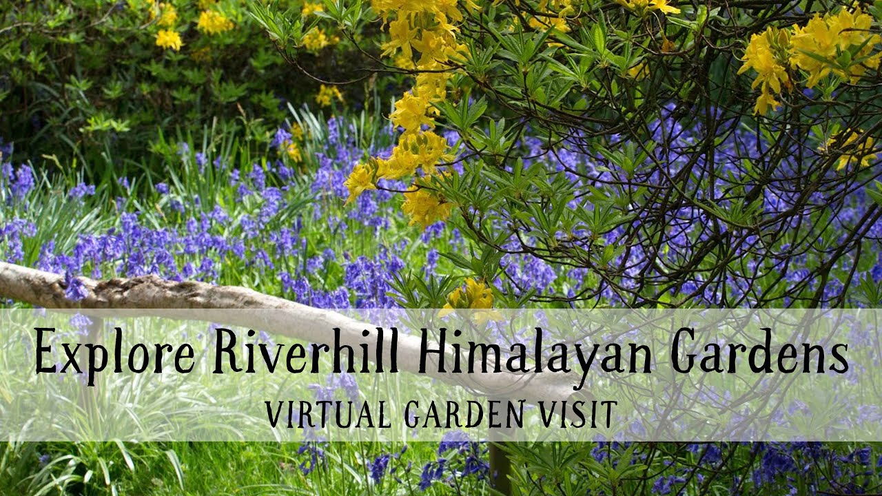 Explore Riverhill Himalayan Gardens