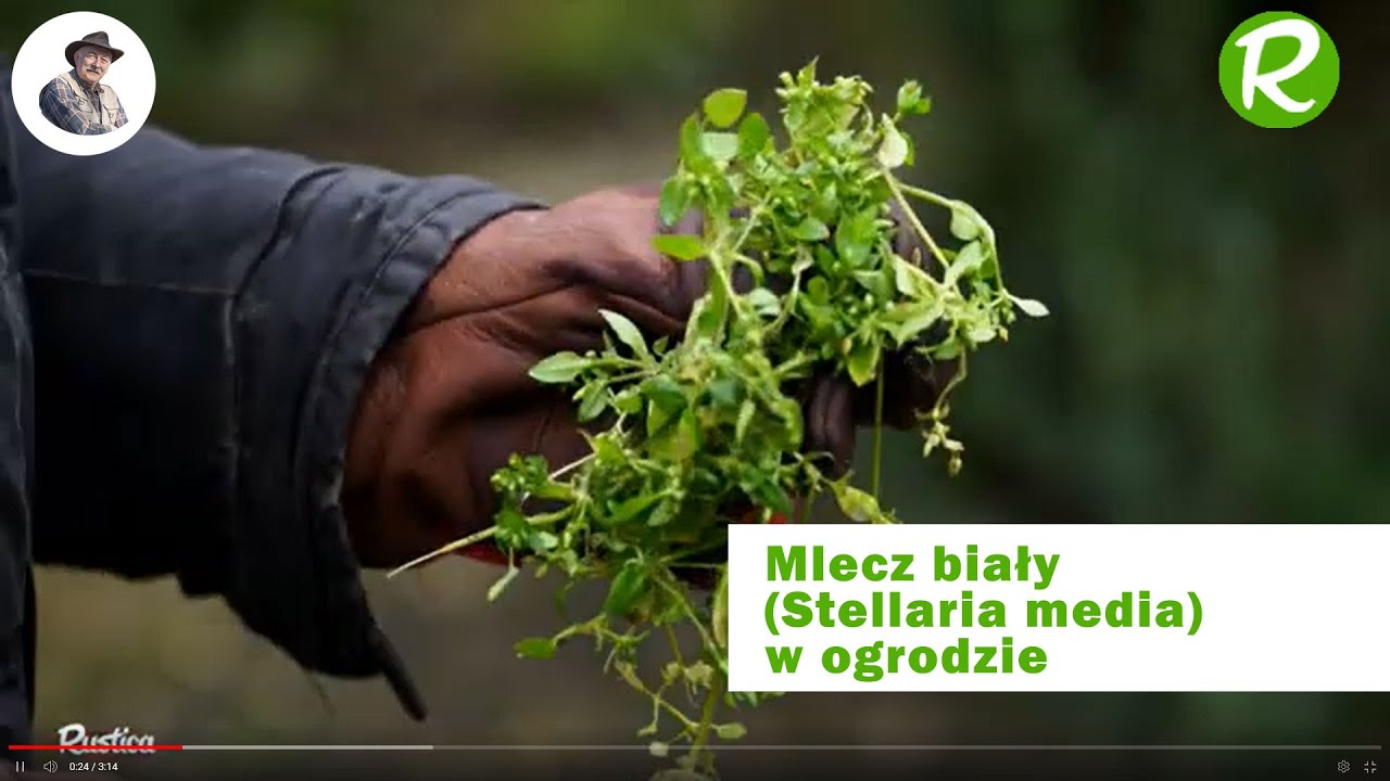 Mlecz biały (Stellaria media) w ogrodzie