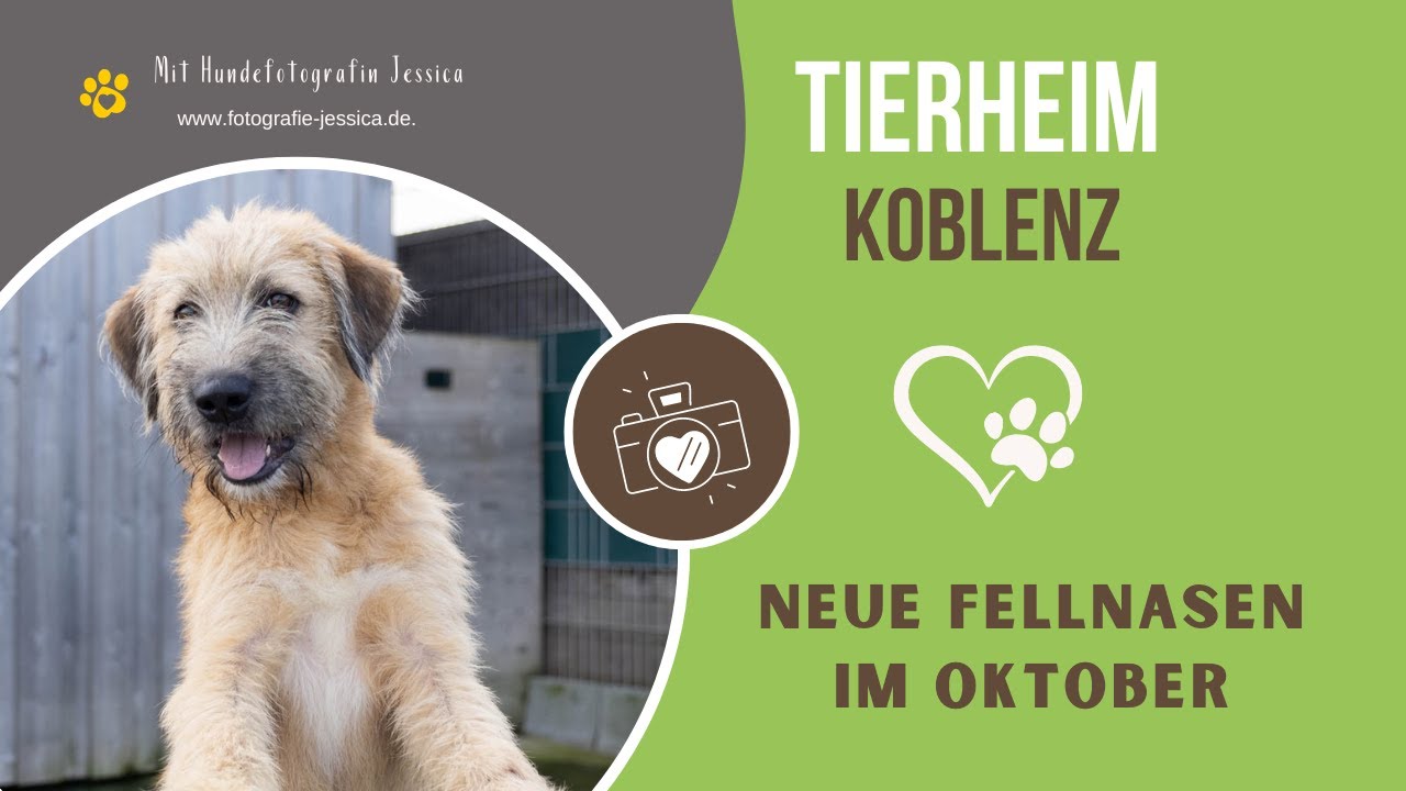 Neuzugänge im Tierheim Koblenz Oktober 2022