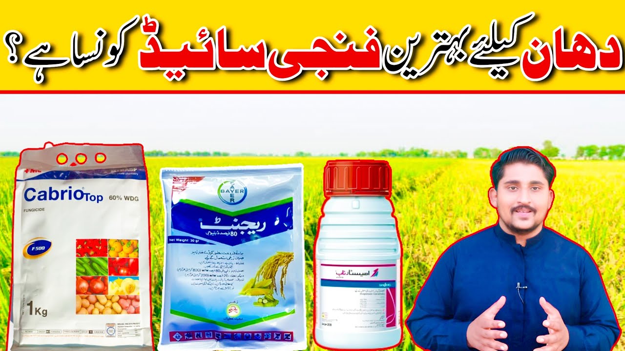 Best fungicides for rice crop | Fungicide spray on rice crop || Apna Kisan Pakistan