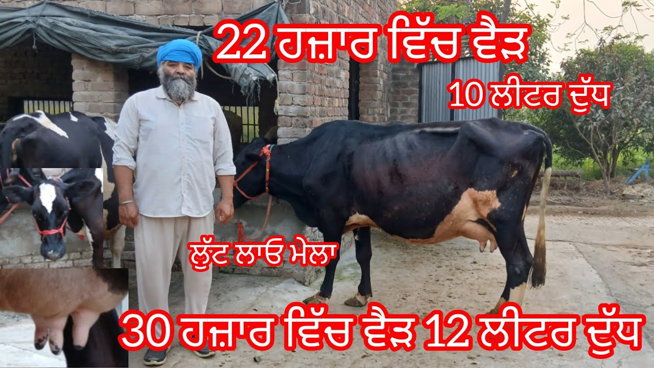 8 March 2026 ਤਿੰਨ ਵੈੜਾ ਬਿਲਕੁਲ ਜਾਇਜ਼ ਮੁੱਲ 20,30 ਹਜ਼ਾਰ ਵਿੱਚ 10,12 ਲੀਟਰ ਦੁੱਧ ਤਿਆਰ /cow for sale 
