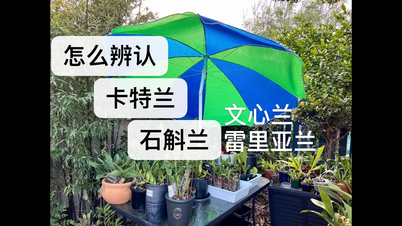 【20366】如何区分没有花的卡特兰，石斛兰，文心兰，雷利亚兰  //静姐说花544