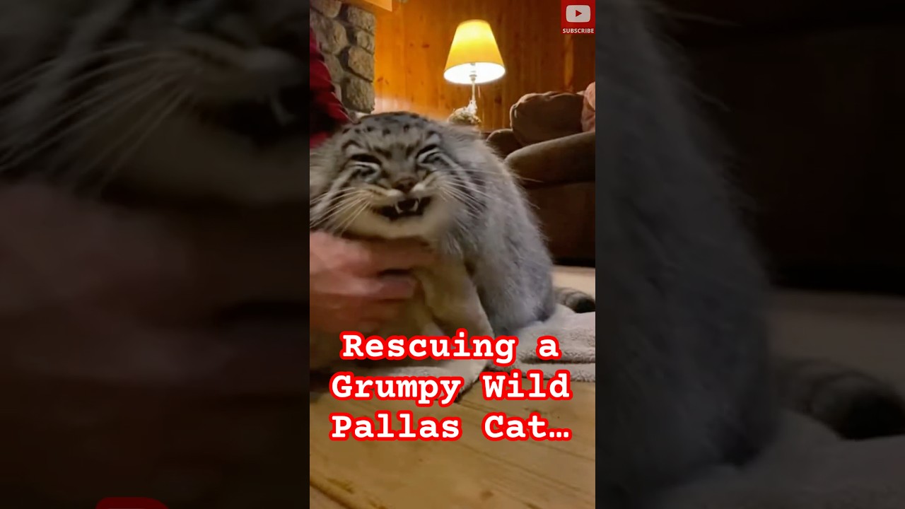 Pallas's Cat Begged at Door in Storm, But She Gave Birth to GRUMPY Kittens!😱 #PallasCat #shorts