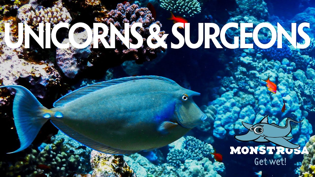 Mystical Horns and Scalpel Fins - Unicorn & Surgeon Fish Chronicles
