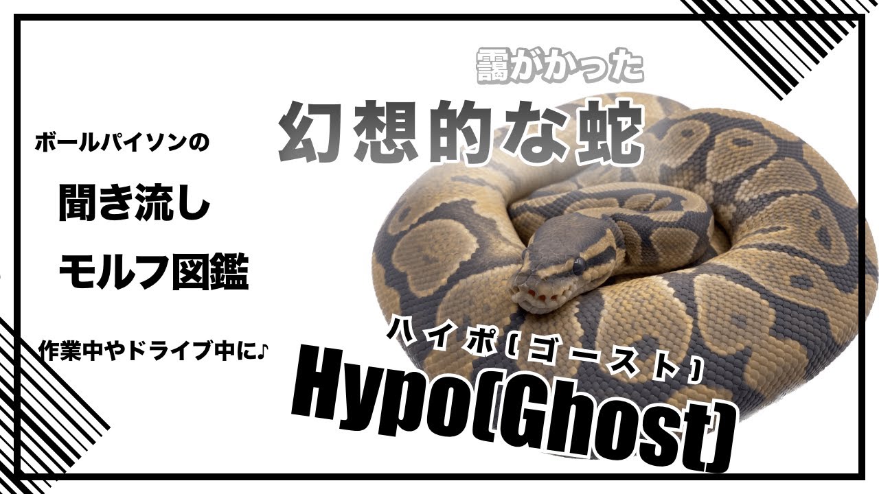 ボールパイソンの聞き流し モルフ図鑑 Hypo(Ghost) ハイポ(ゴースト)