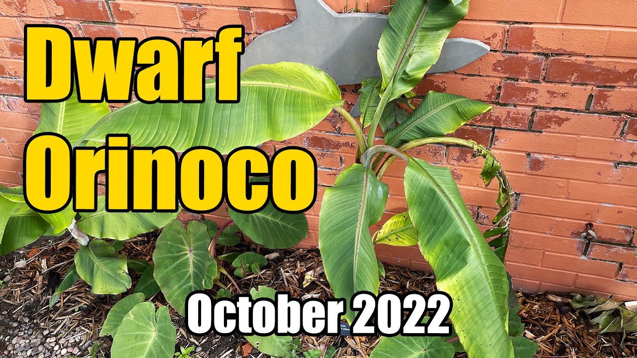 Dwarf Orinoco Banana Update - October 2022