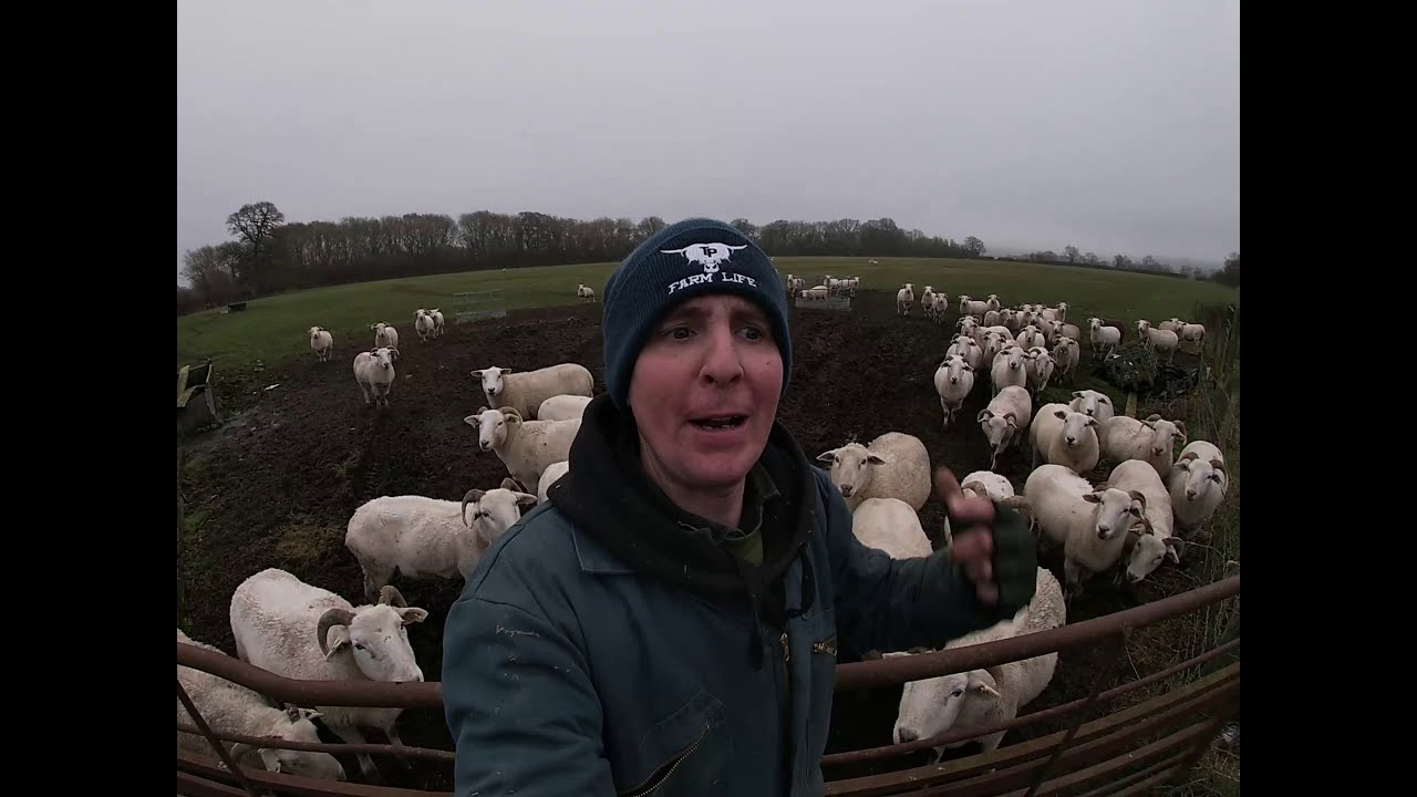 Winter feeding the ewes