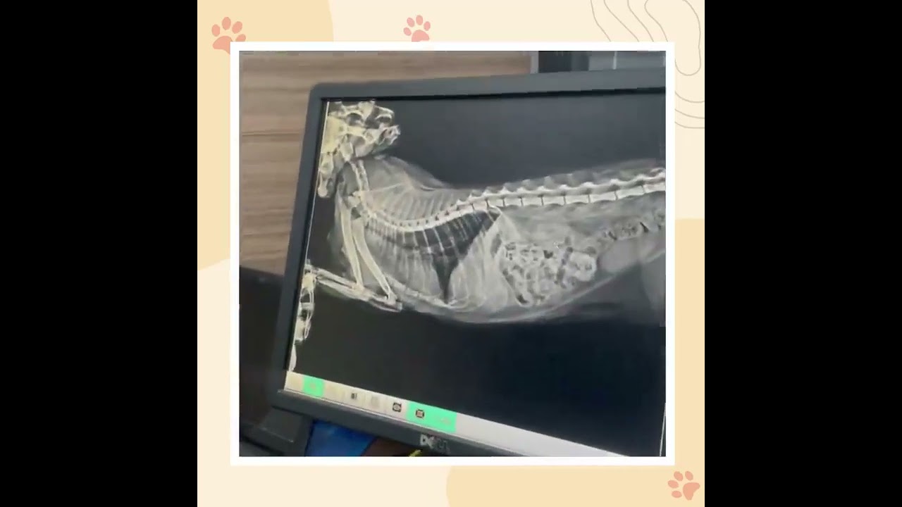 Animal Medical Services - Veterinary Clinic & Diagnostics