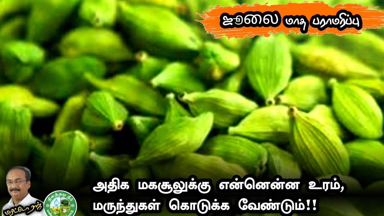 ஏலக்காய் அதிக மகசூல் பெற என்னென்ன மருந்து எப்போது கொடுக்க வேண்டும்? ஜூலை மாத பராமரிப்பு 9944450552