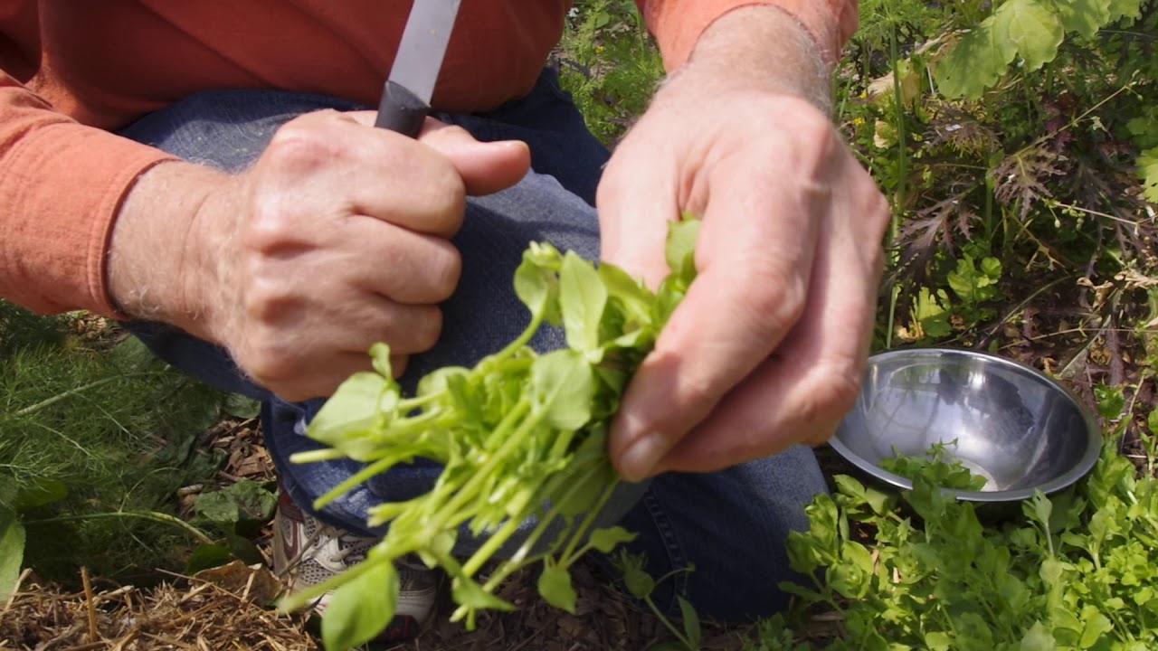 Identifying and Harvesting Chickweed
