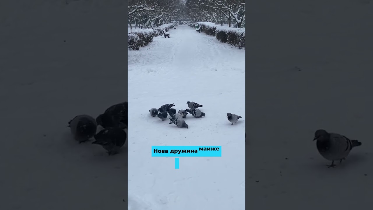 Бабуся добре радила