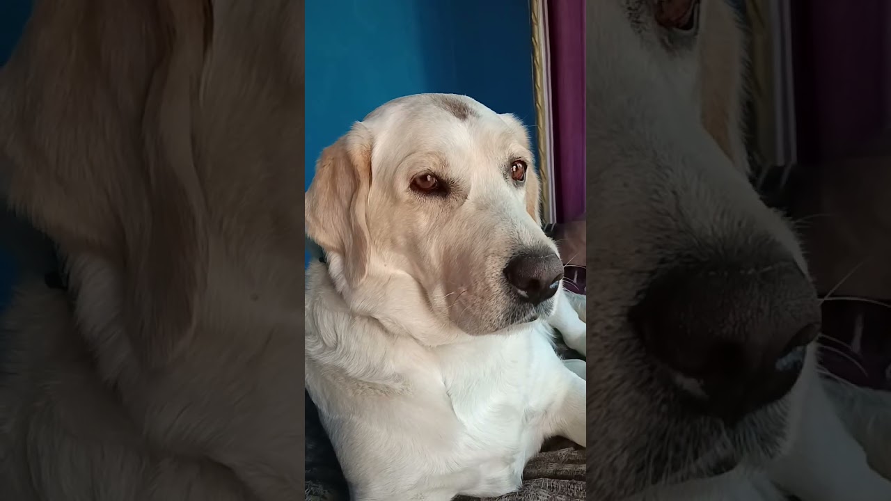 #pets